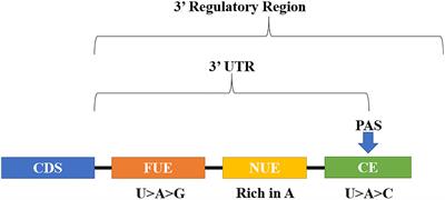 Plant 3’ Regulatory Regions From mRNA-Encoding Genes and Their Uses to Modulate Expression